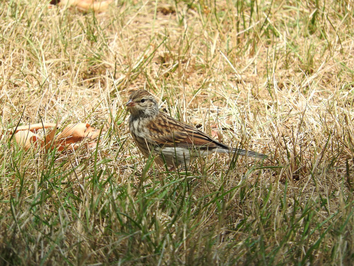 Chipping Sparrow - ML61087221