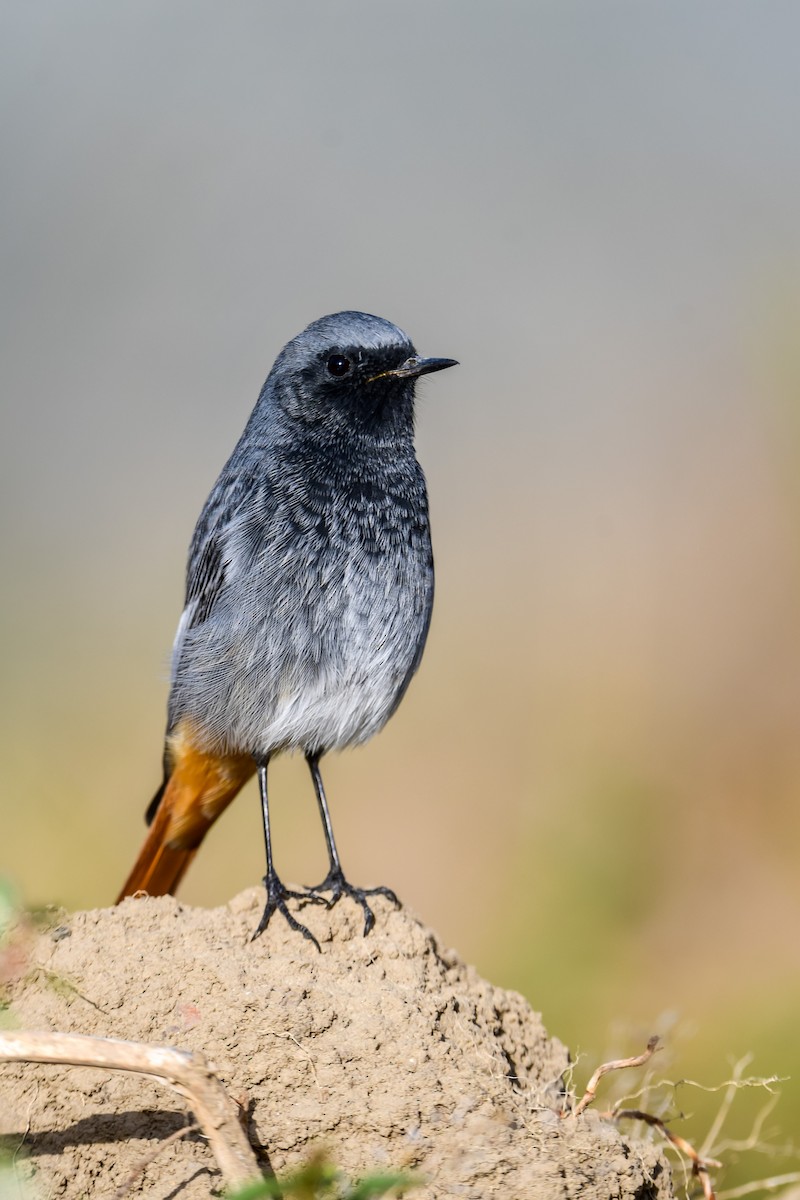 Black Redstart - ML610872574