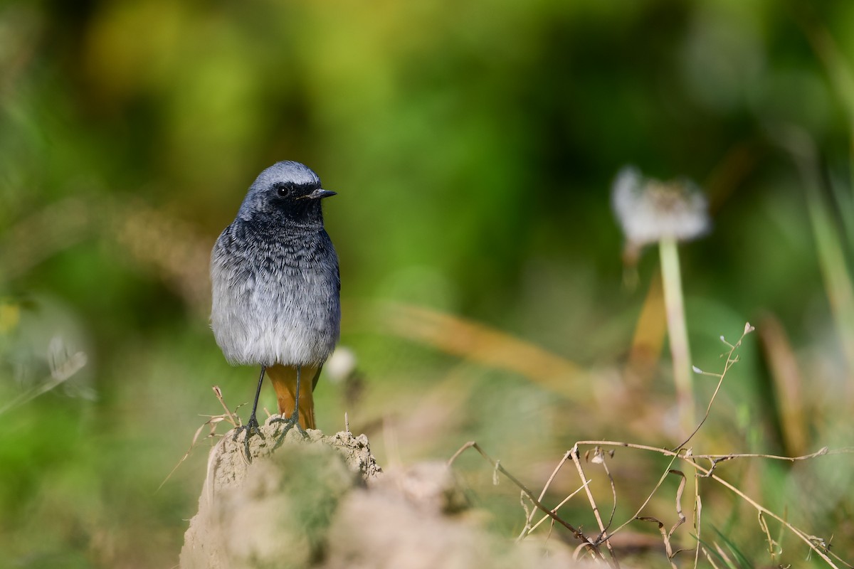 Black Redstart - ML610872593