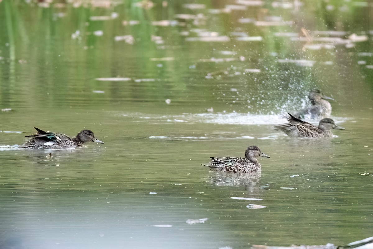 Green-winged Teal - ML610872704