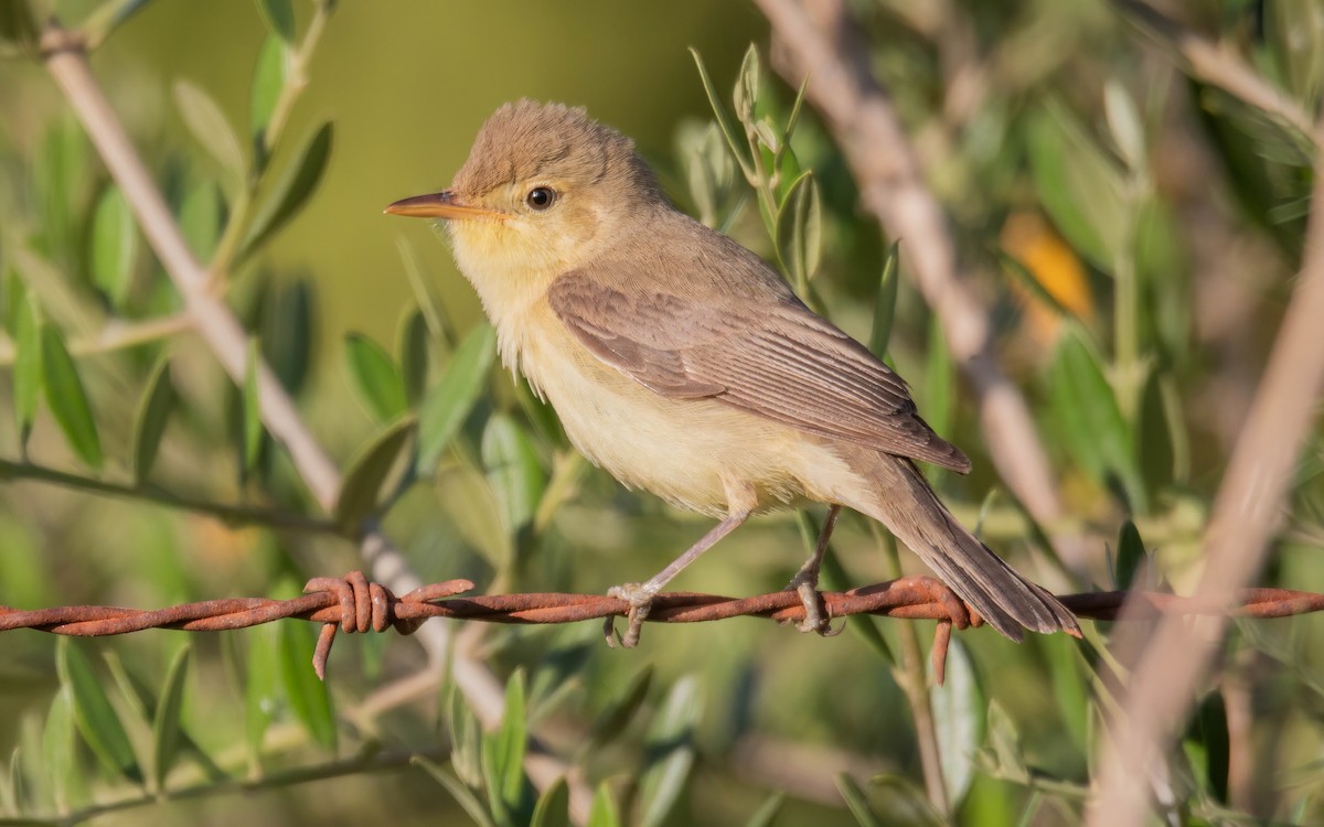 Melodious Warbler - ML610872710
