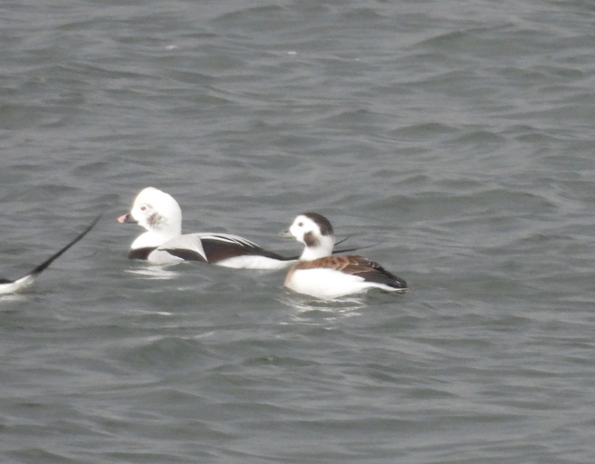 Long-tailed Duck - ML610872856