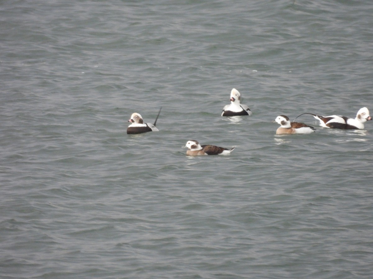 Long-tailed Duck - ML610872858