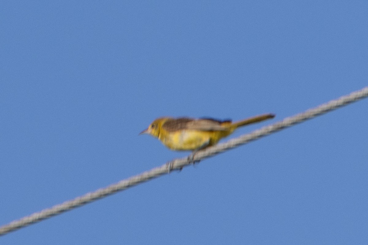 Orchard Oriole - ML610872871