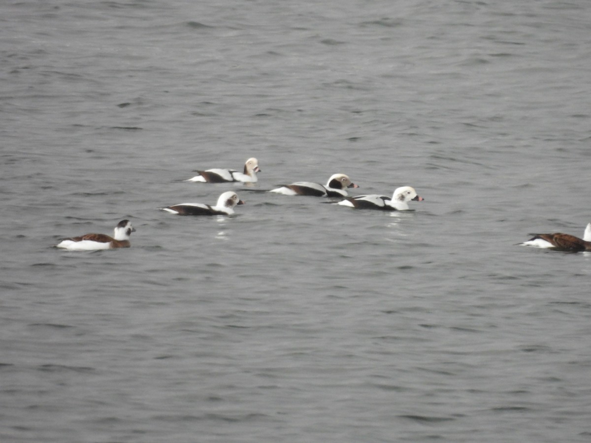 Long-tailed Duck - ML610872941
