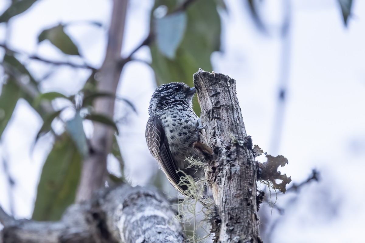 Ocellated Piculet - ML610873138