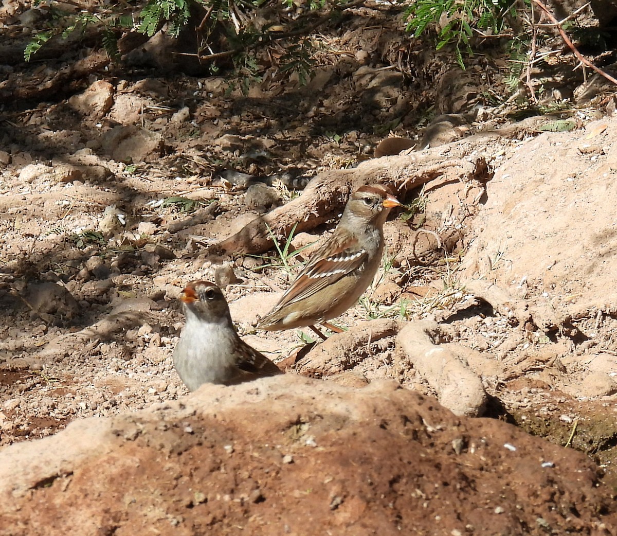 White-crowned Sparrow - ML610873318