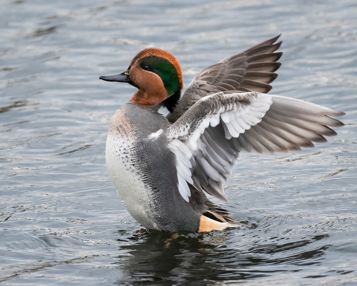 Green-winged Teal - ML610873697