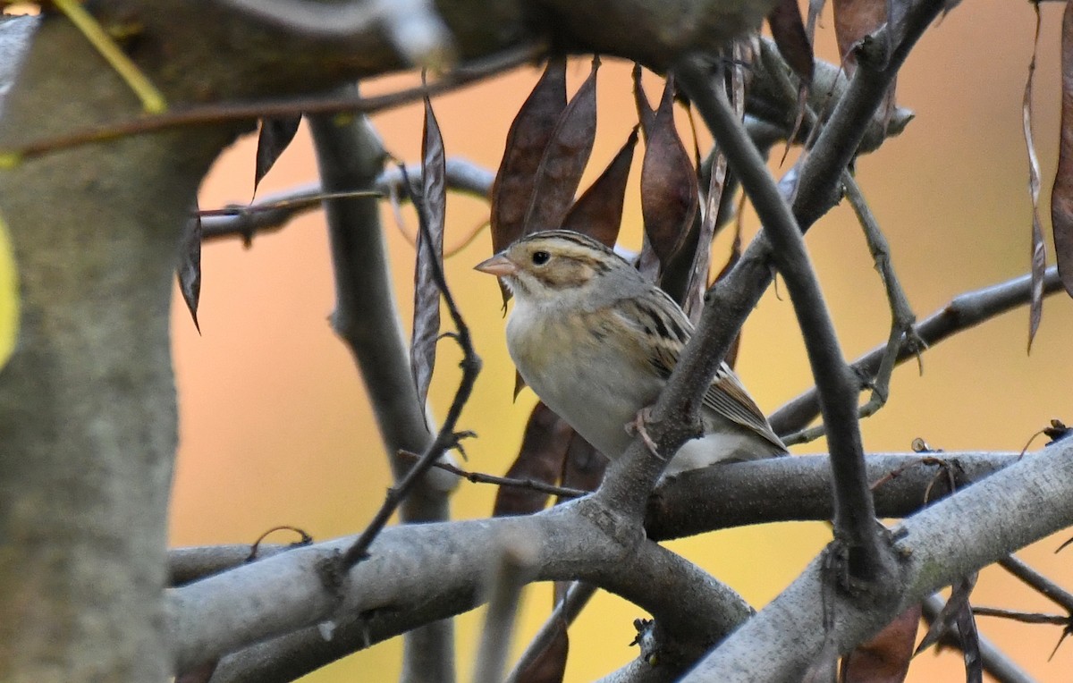 Clay-colored Sparrow - ML610873713