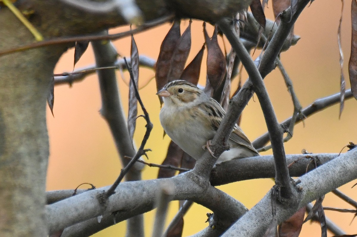 Clay-colored Sparrow - ML610873714