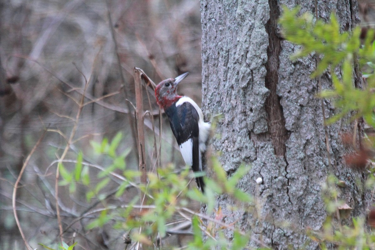 Red-headed Woodpecker - Tom Moxley