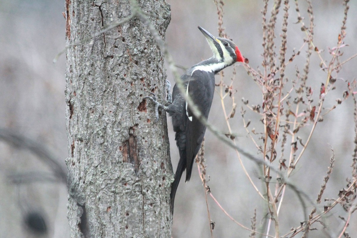 Pileated Woodpecker - Tom Moxley