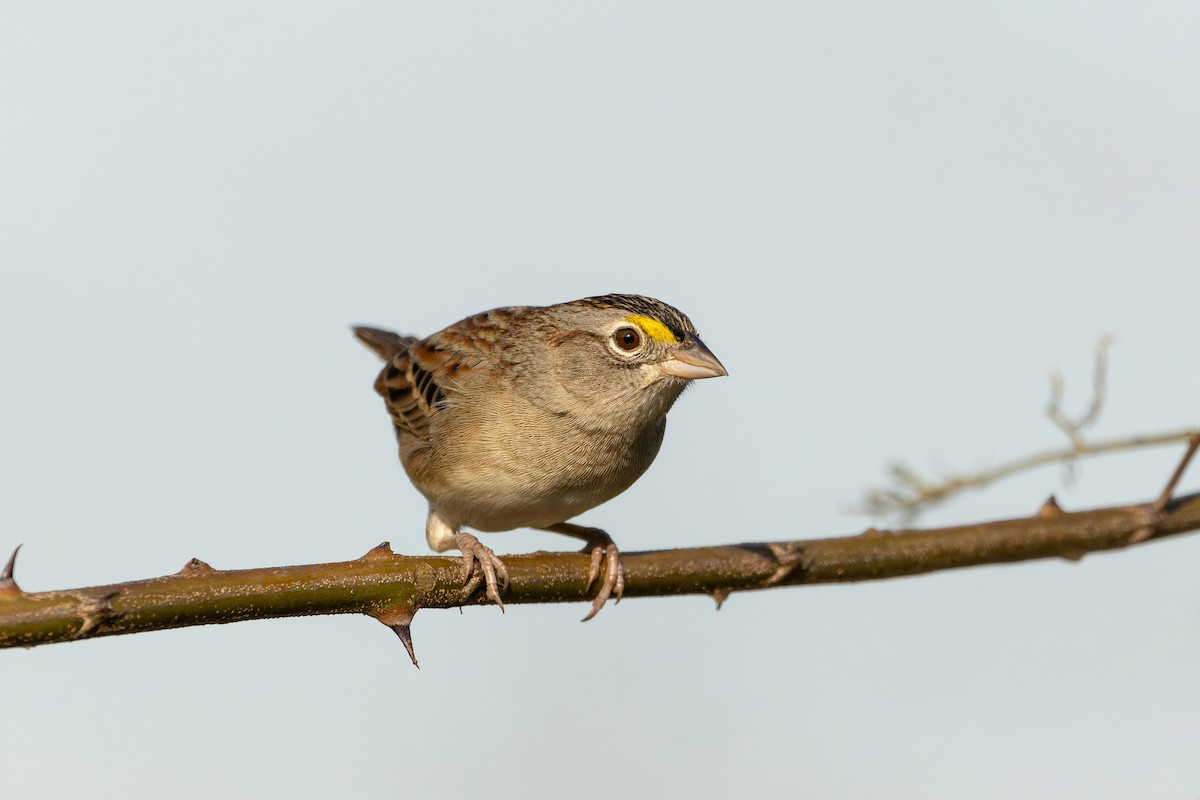 Grassland Sparrow - ML610873821