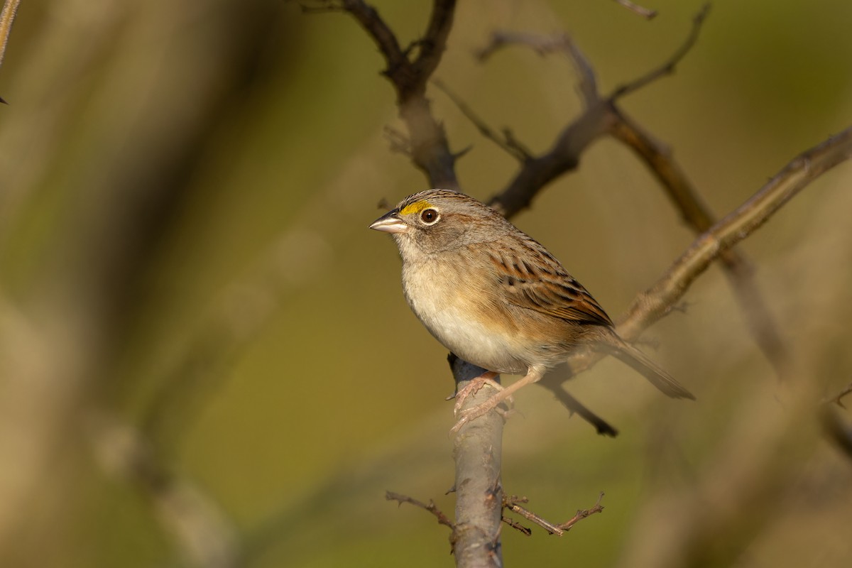 Grassland Sparrow - ML610873822