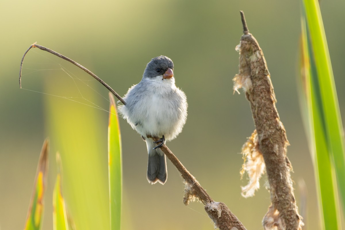 White-bellied Seedeater - ML610873840