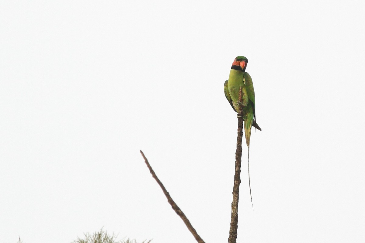 Long-tailed Parakeet (Long-tailed) - ML610874521