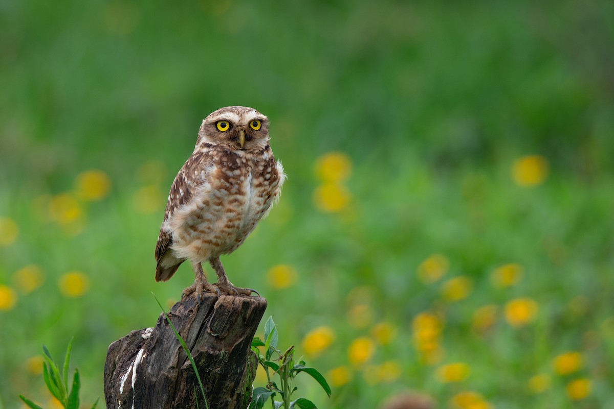 Burrowing Owl - ML610874568