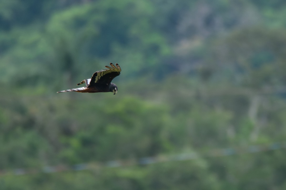 Long-winged Harrier - LUCIANO BERNARDES