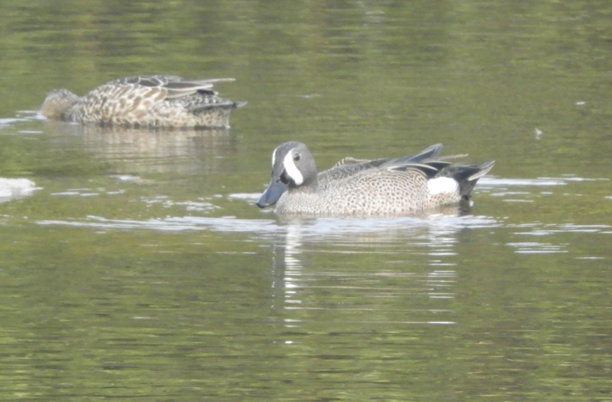 Blue-winged Teal - ML610874906