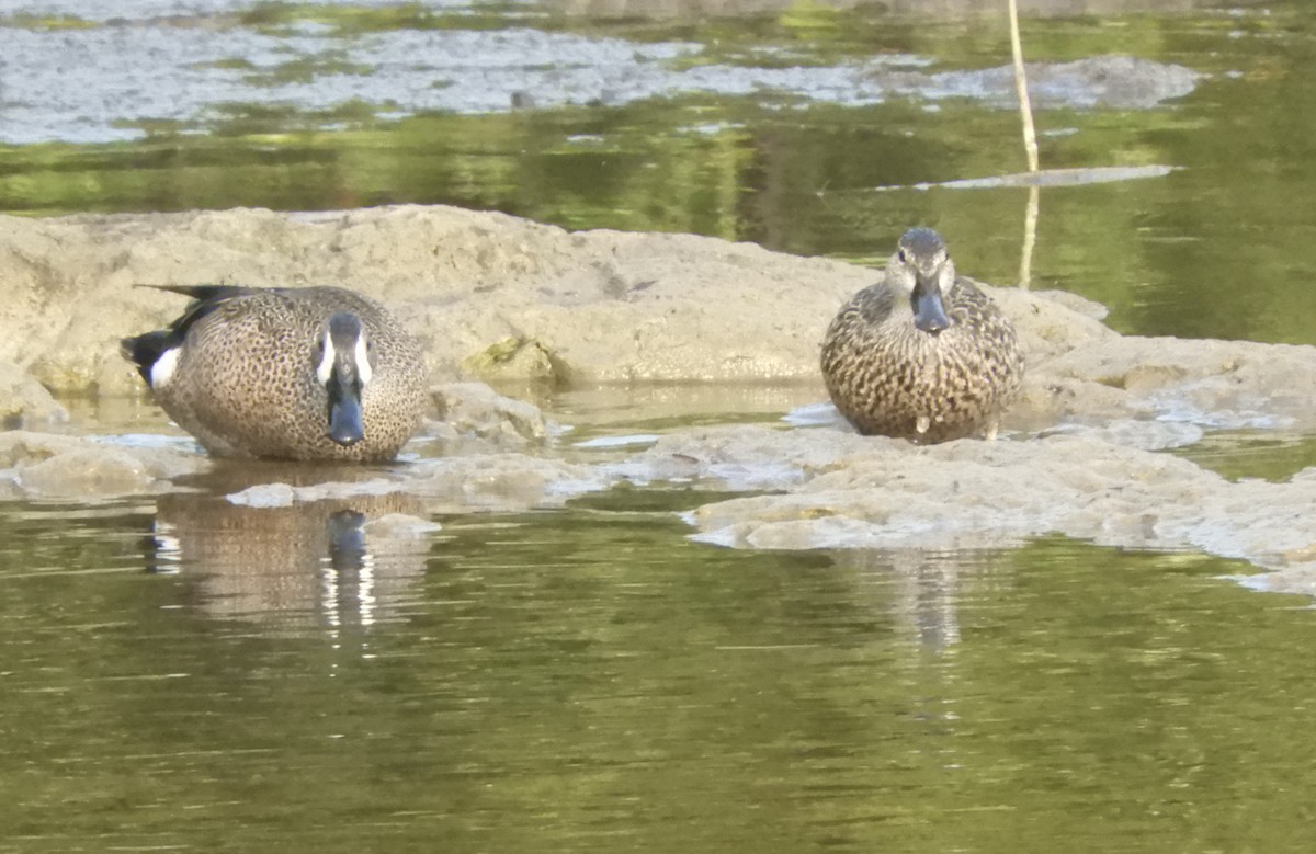 Blue-winged Teal - ML610874908