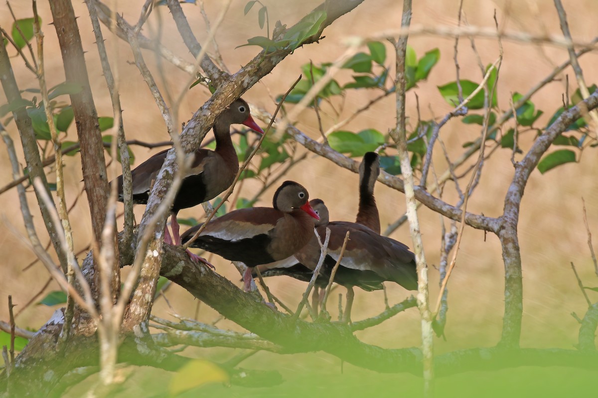 Black-bellied Whistling-Duck (autumnalis) - ML610874928