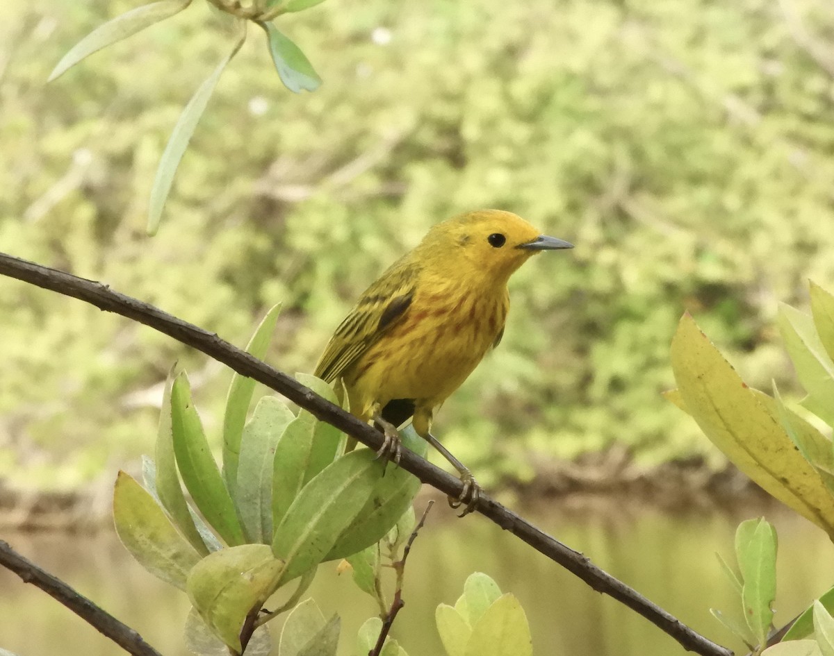 Yellow Warbler (Golden) - Suhei Castro