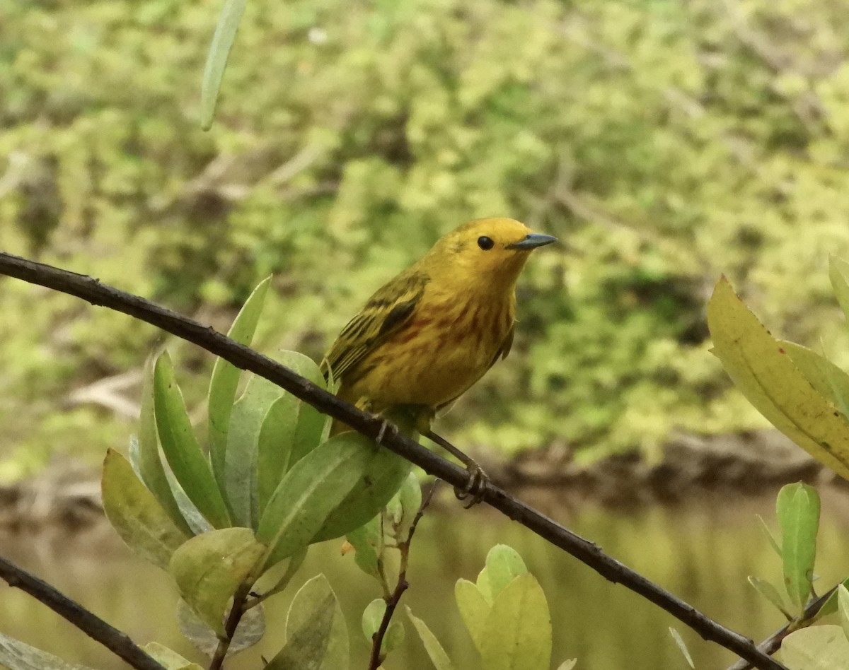 Yellow Warbler (Golden) - ML610874955