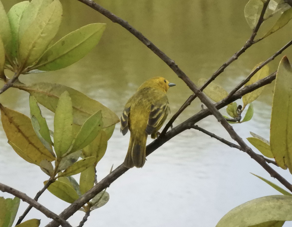 Yellow Warbler (Golden) - ML610874970
