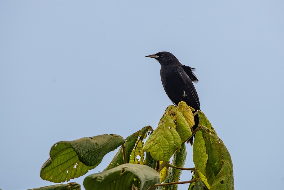 Unicolored Blackbird - LUCIANO BERNARDES