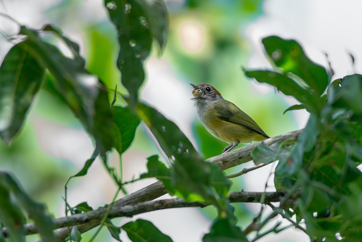 Rufous-crowned Greenlet - LUCIANO BERNARDES