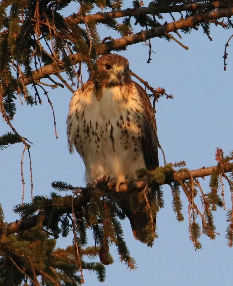 Red-tailed Hawk - ML610875261
