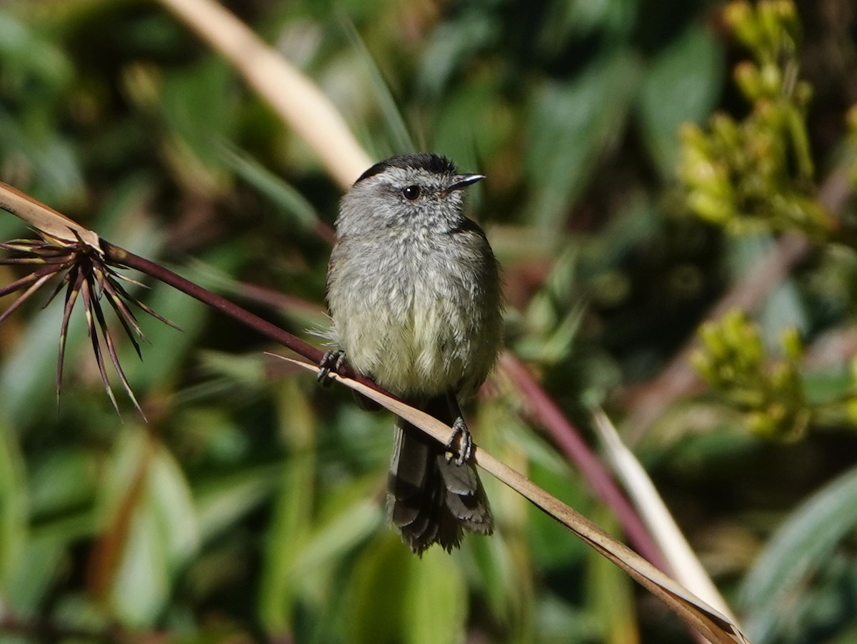 Unstreaked Tit-Tyrant - Barry Reed