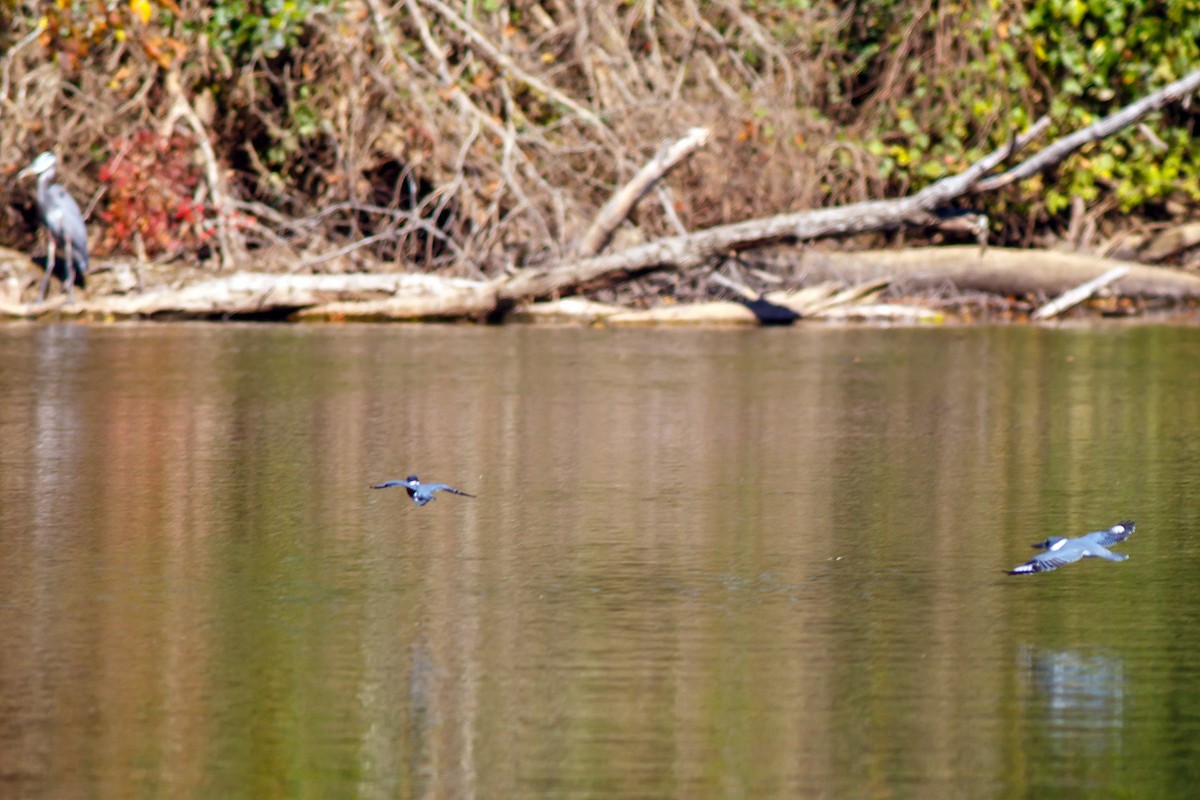 Belted Kingfisher - ML610876357