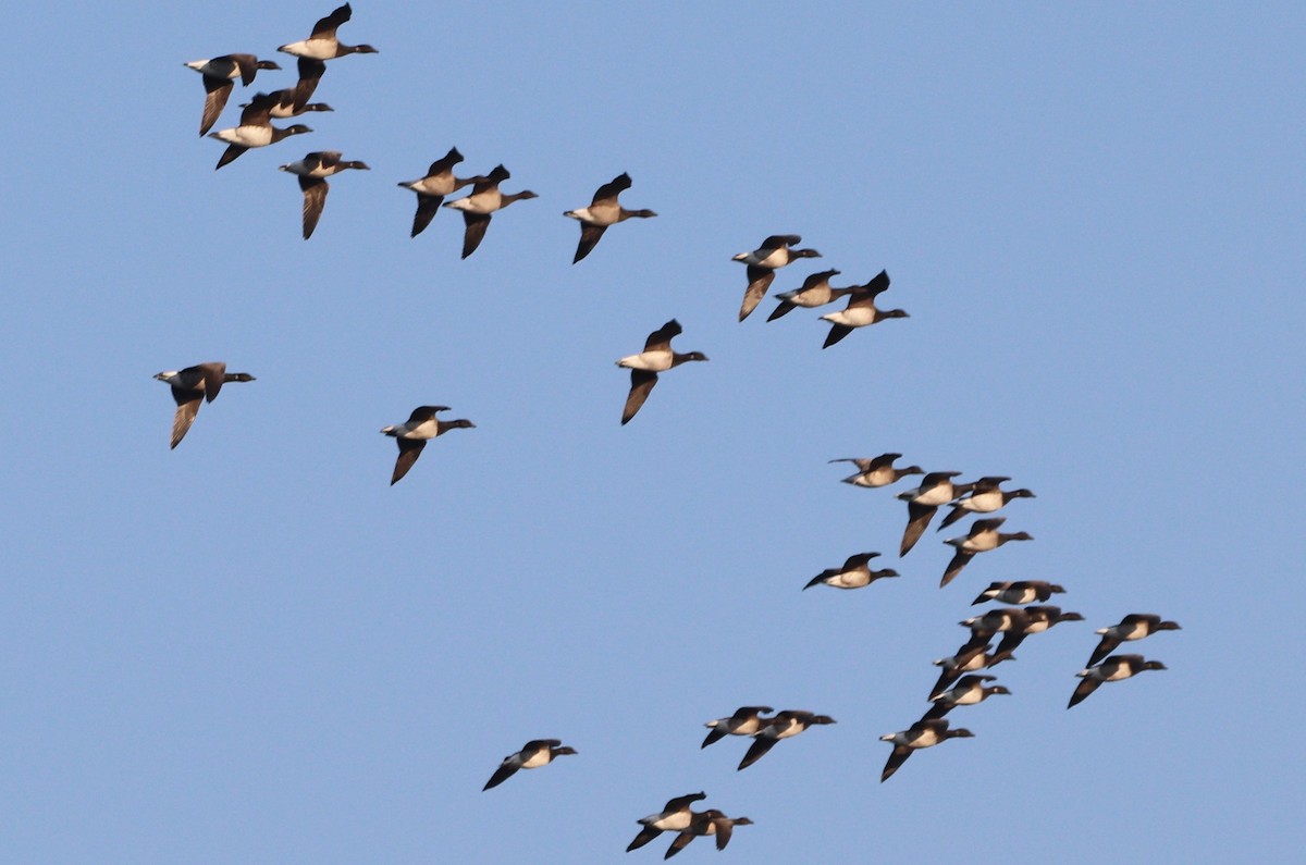 New York Breeding Bird Atlas Checklist - 7 Nov 2023 - Fort Totten Park ...