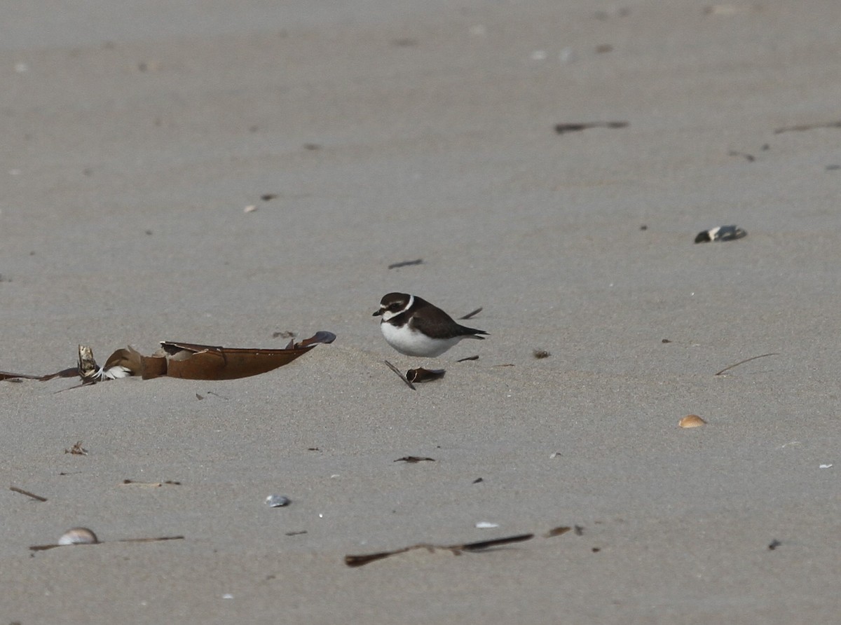 Semipalmated Plover - ML610876993