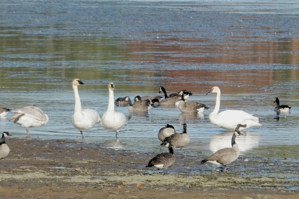 eBird Checklist - 7 Nov 2023 - Lake Isabella - 15 species (+1 other taxa)