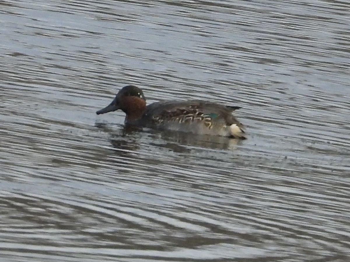Green-winged Teal - ML610877023