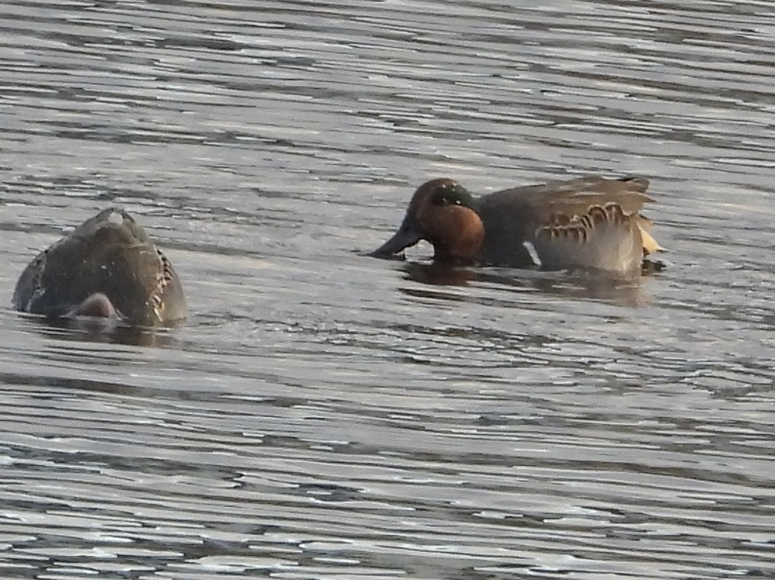 Green-winged Teal - ML610877024