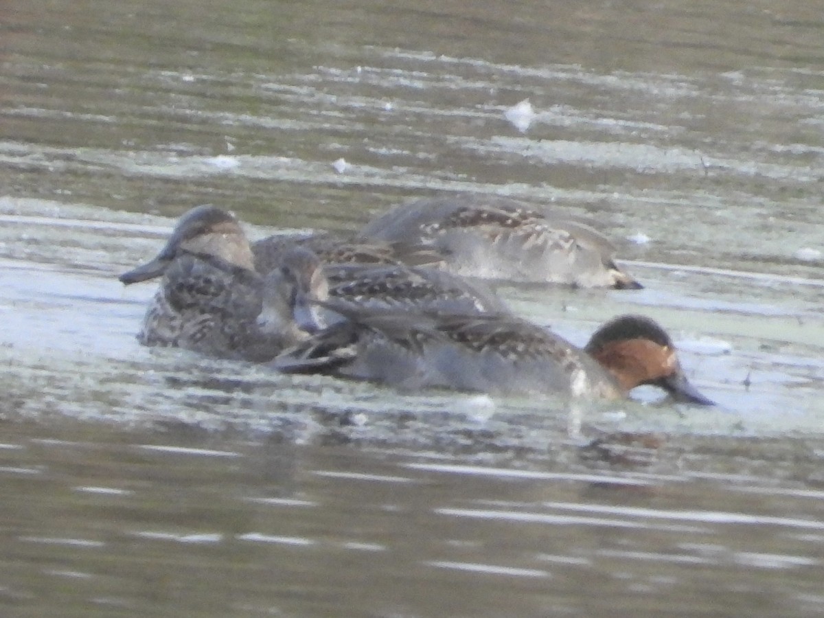 Green-winged Teal - ML610877025
