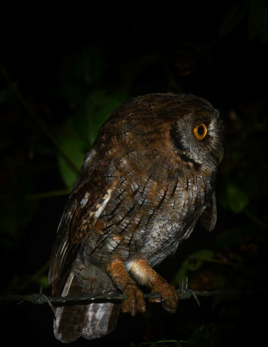 Tropical Screech-Owl - Estación Ecológica Guáquira (DATA)