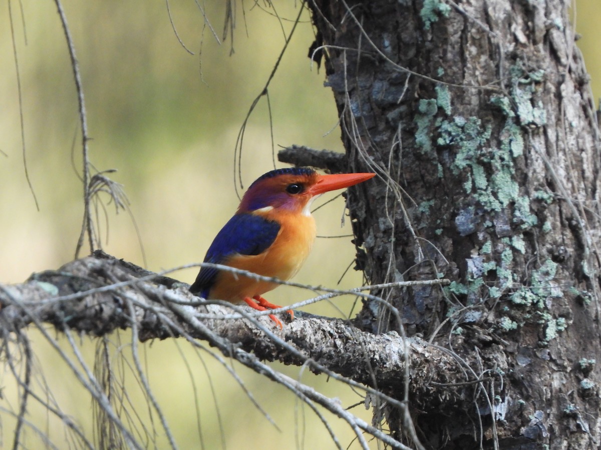 African Pygmy Kingfisher (Southern) - ML610877276