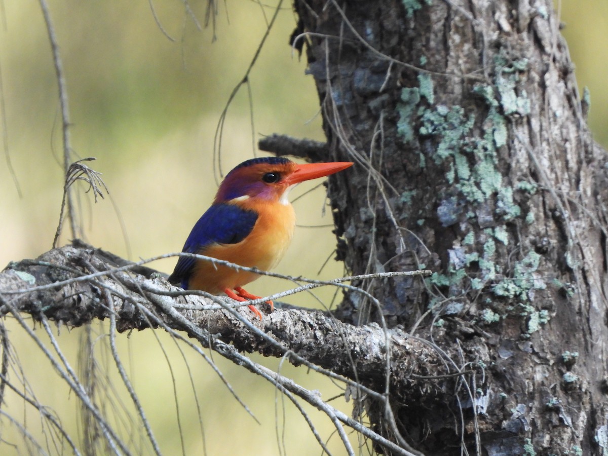 African Pygmy Kingfisher (Southern) - ML610877277