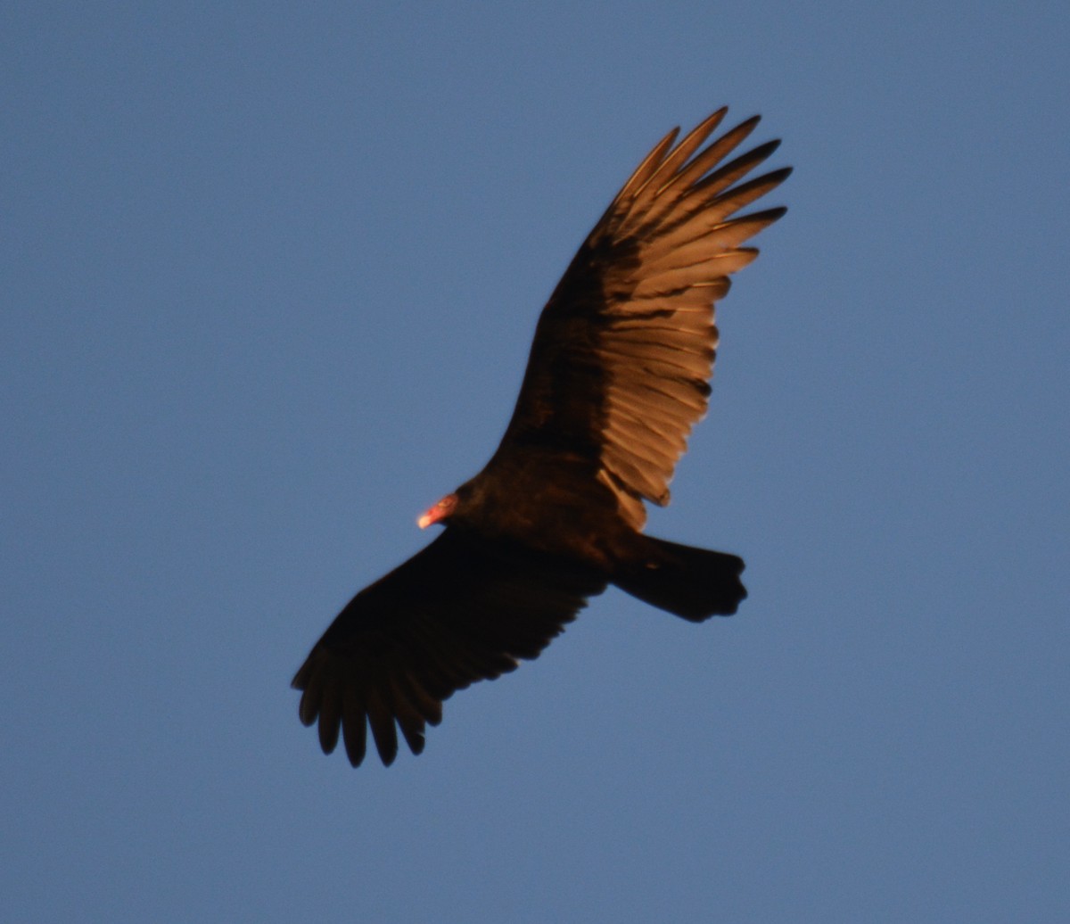 Turkey Vulture - ML610877359