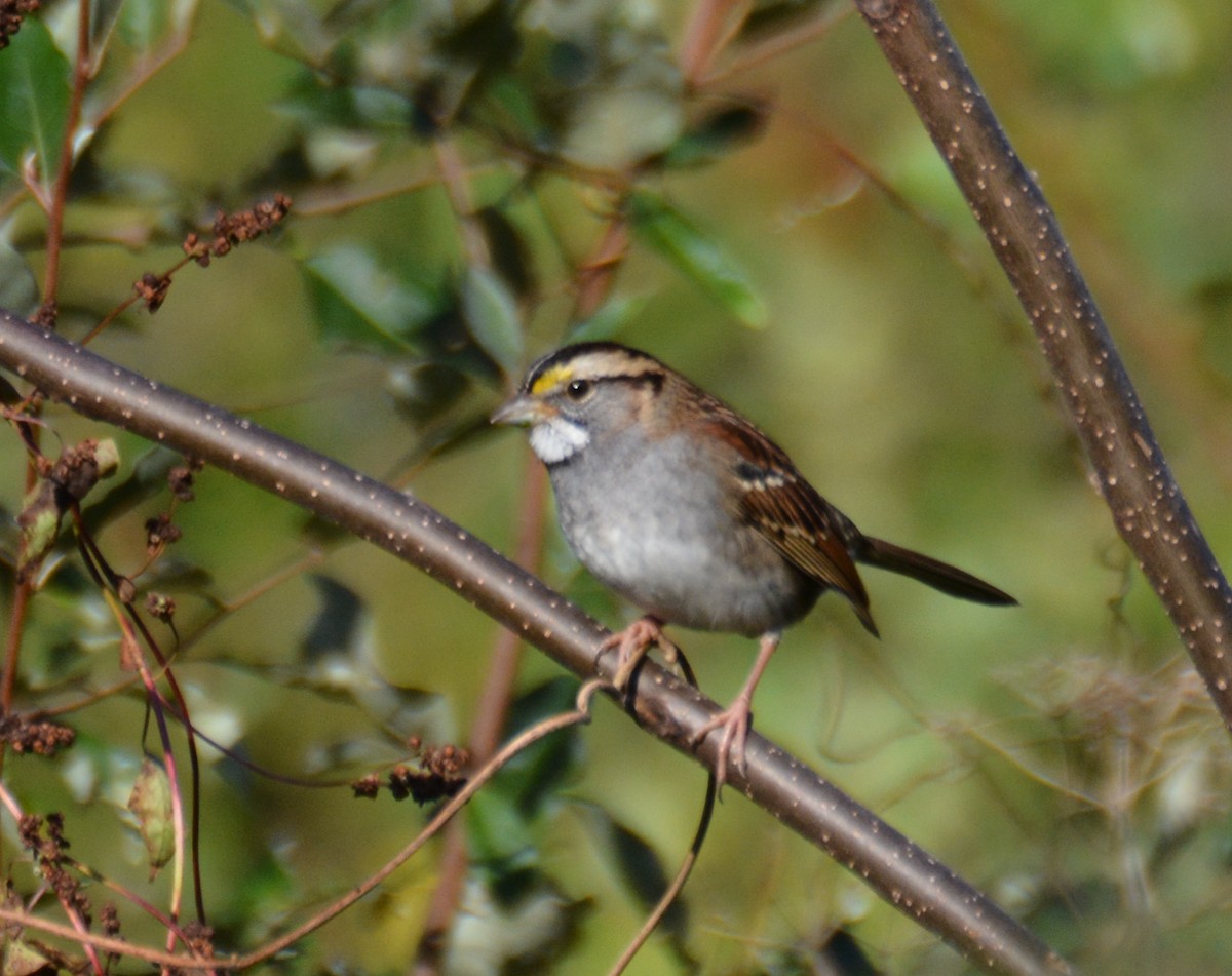 White-throated Sparrow - ML610877394