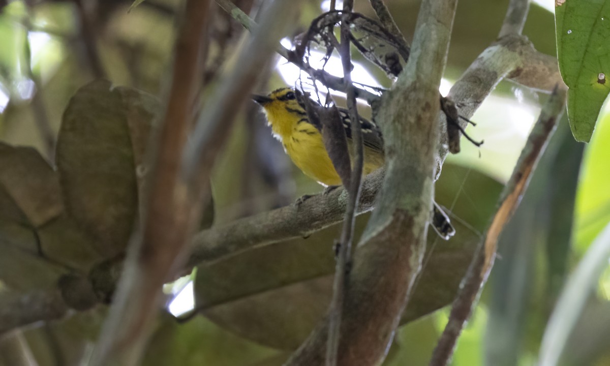 Yellow-browed Antbird - ML610877445