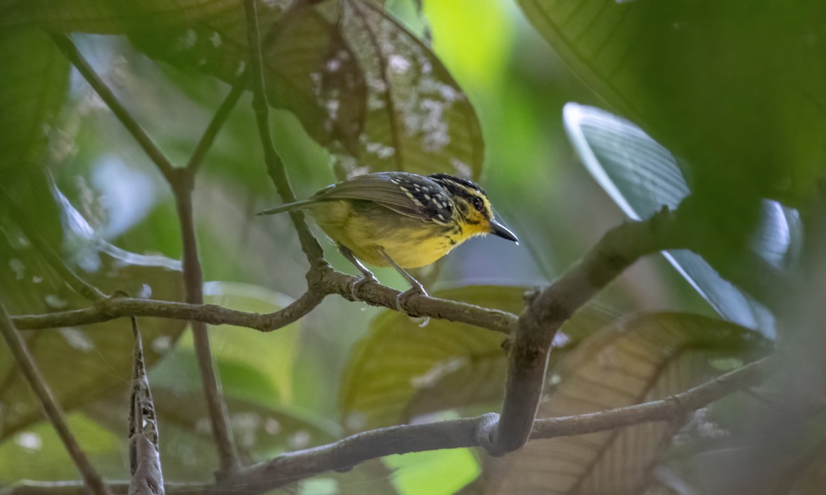 Yellow-browed Antbird - ML610877447