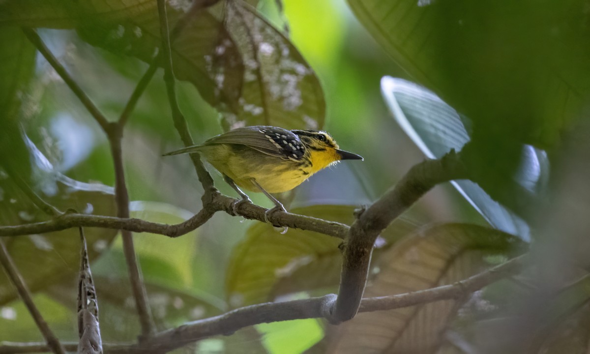 Yellow-browed Antbird - ML610877448