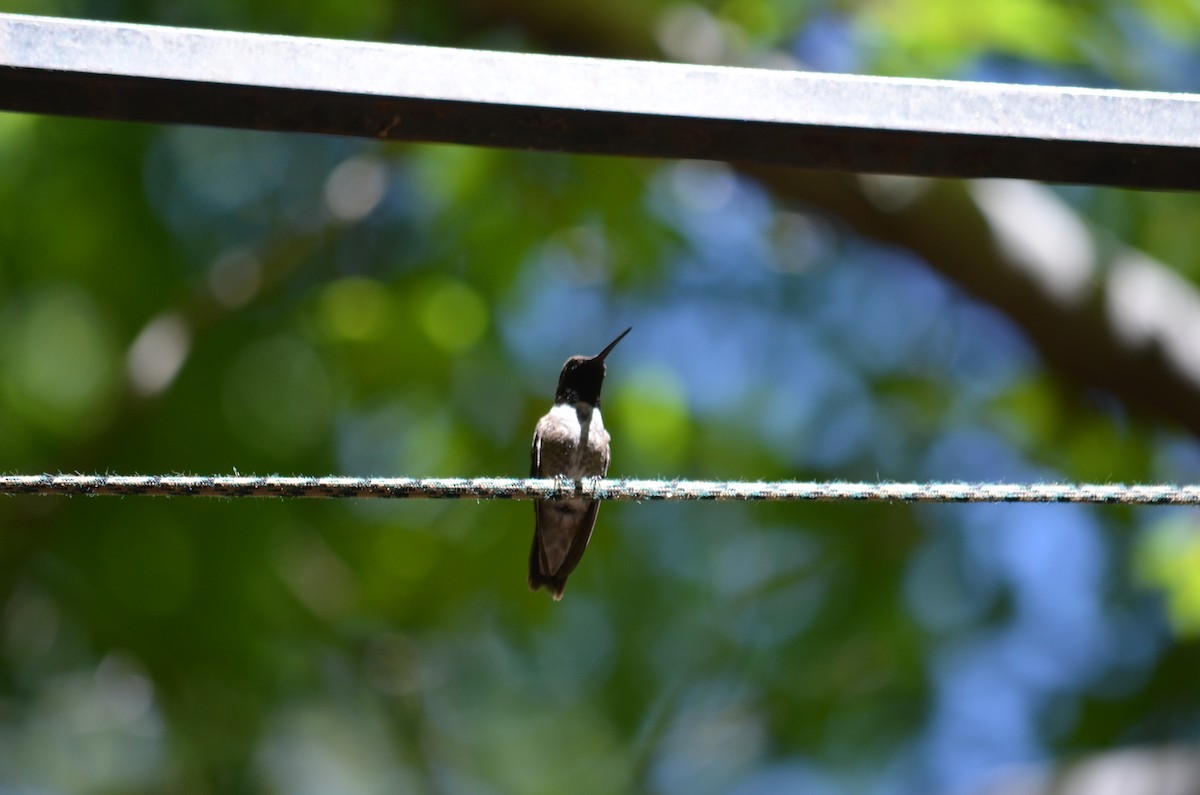 Black-chinned Hummingbird - ML610877479