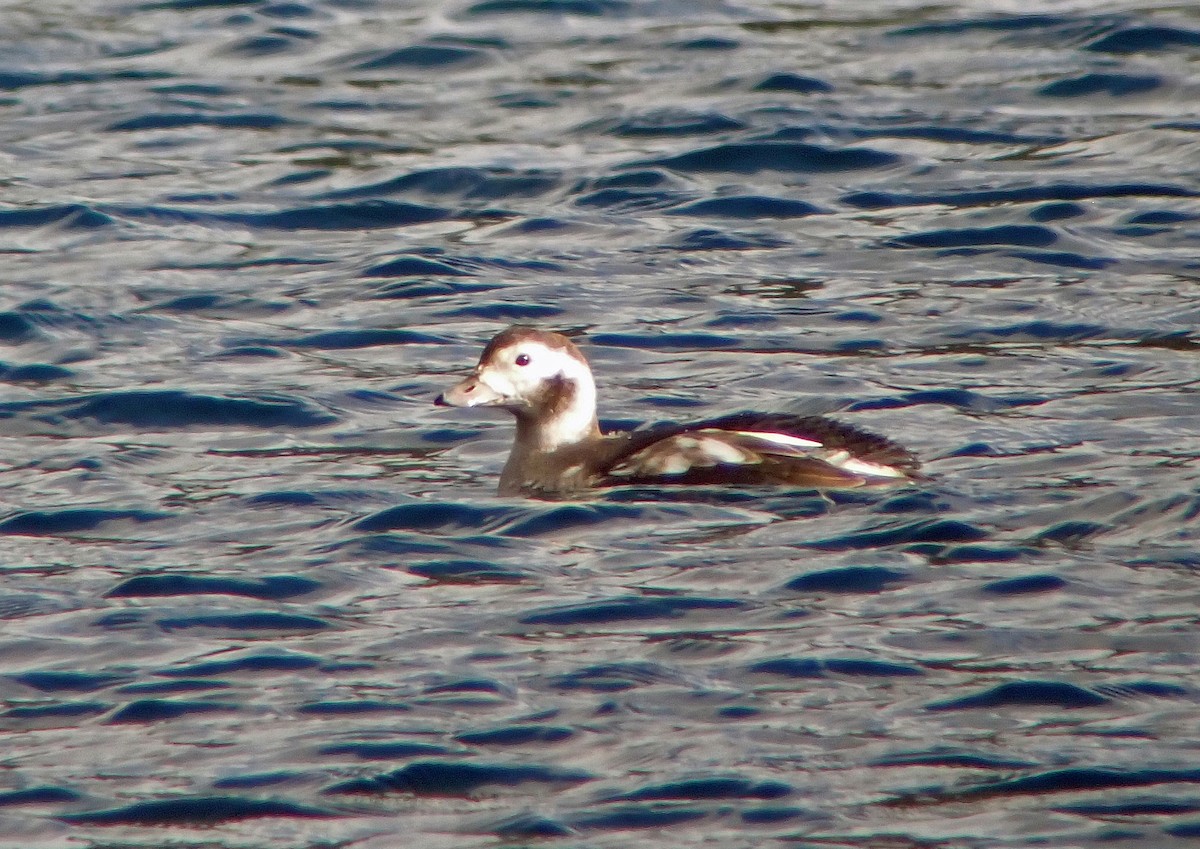 Long-tailed Duck - ML610877771