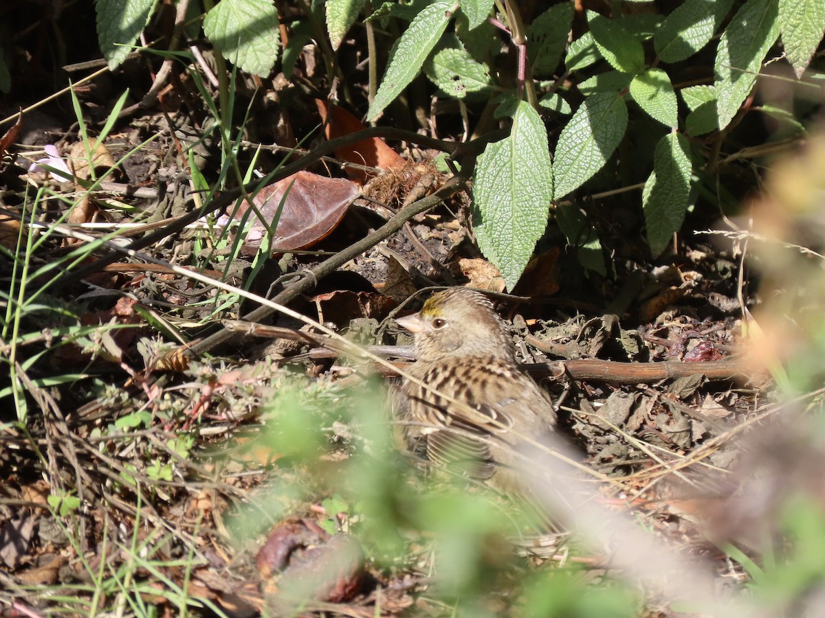 Golden-crowned Sparrow - ML610877843